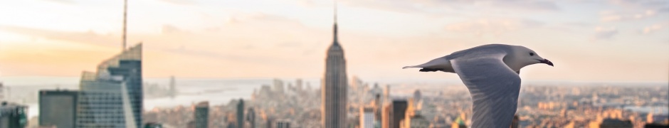 Gull Skyscrapers New York United States