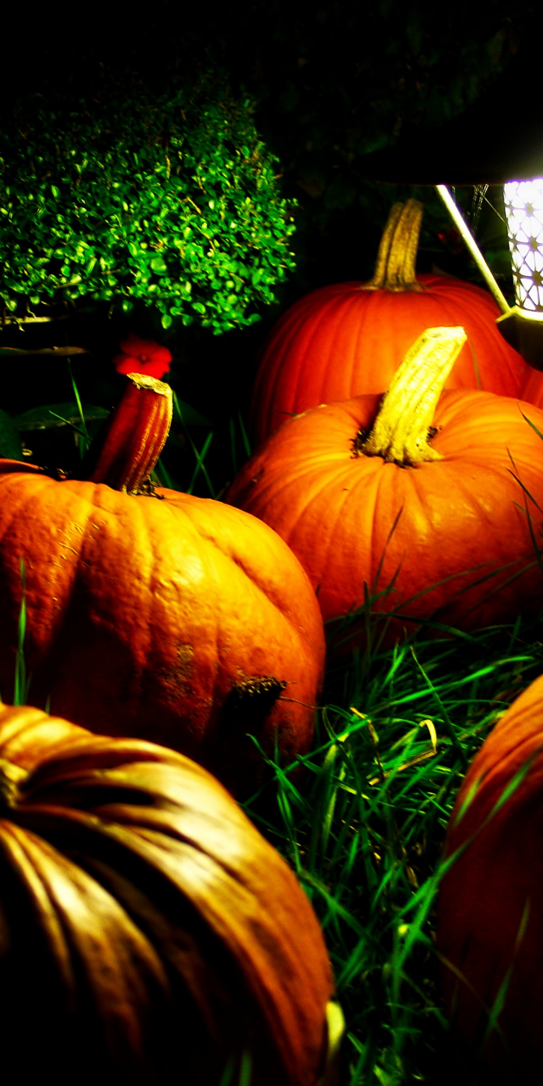 Halloween Pumpkins And A Night Light