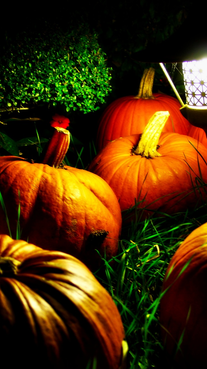 Halloween Pumpkins And A Night Light