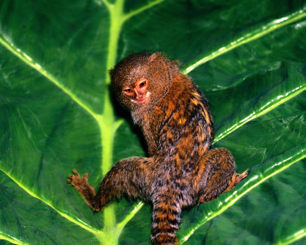 Hanging Out Pygmy Marmoset