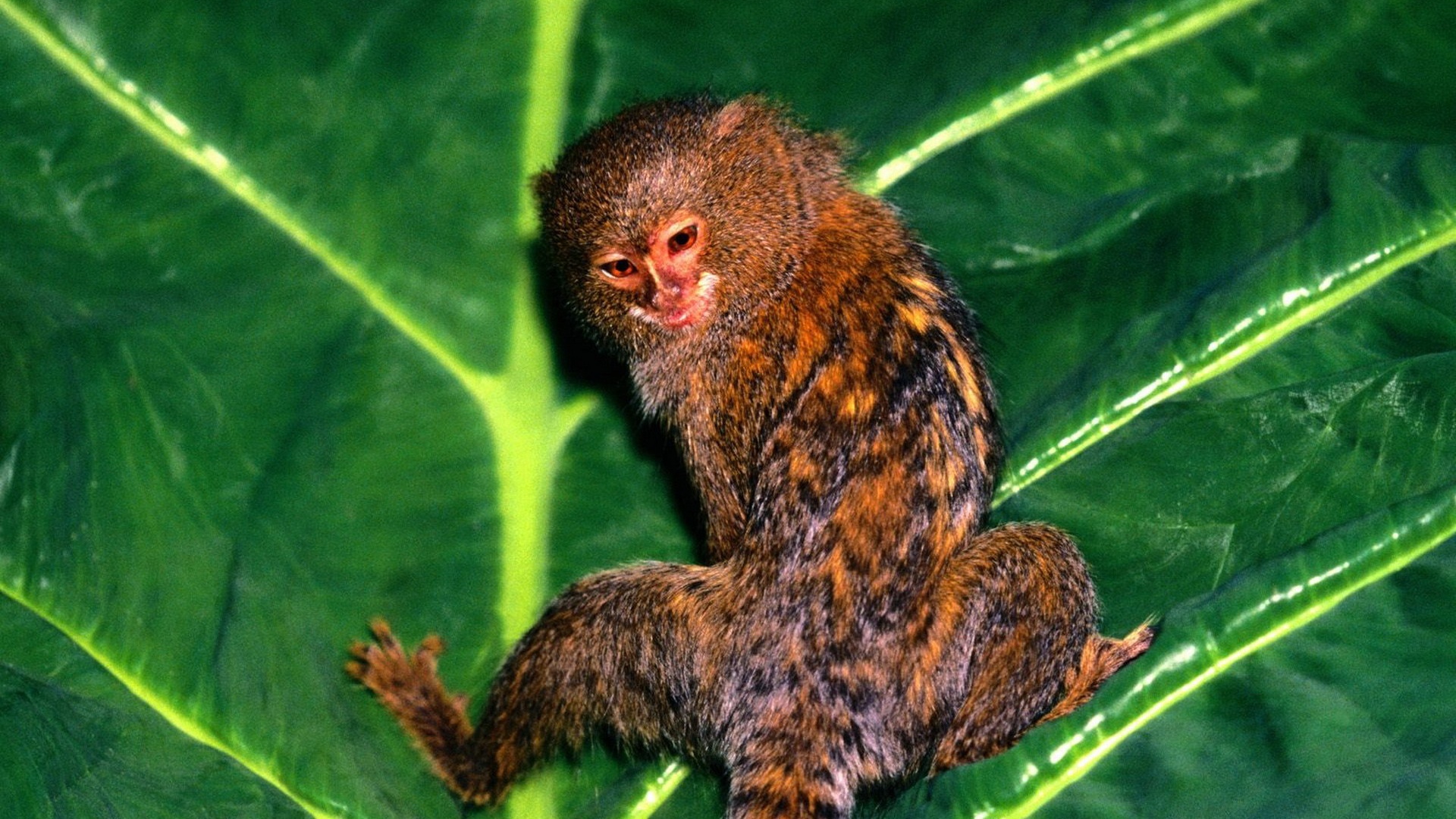 Hanging Out Pygmy Marmoset