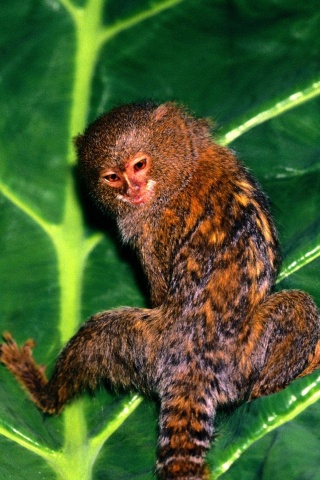 Hanging Out Pygmy Marmoset