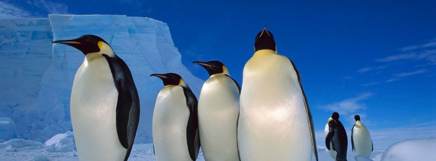 Happy Penguins Family