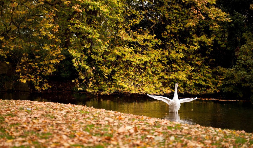 Happy Swan Swimming In Lake2