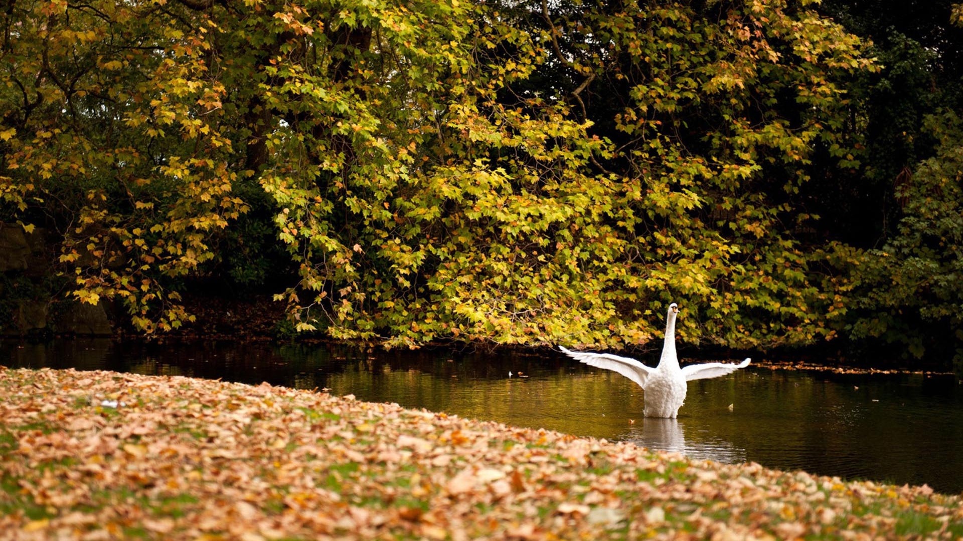 Happy Swan Swimming In Lake2