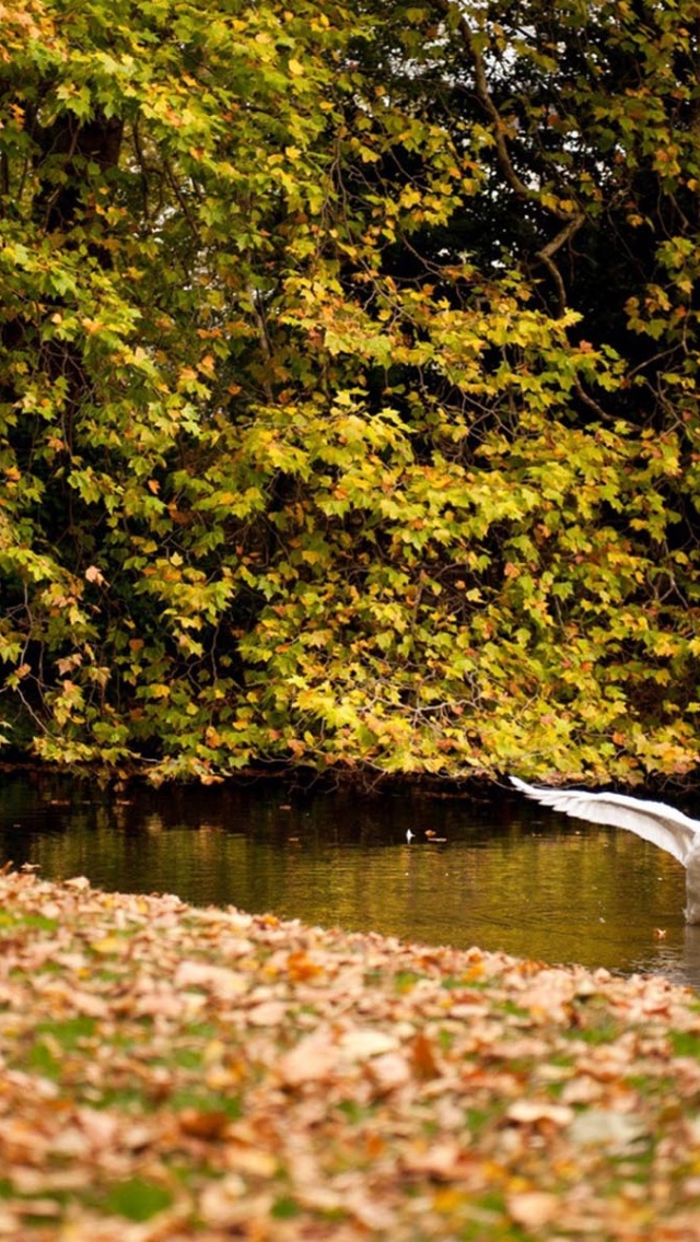 Happy Swan Swimming In Lake2