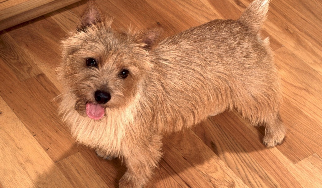 Happy To See You Norwich Terrier