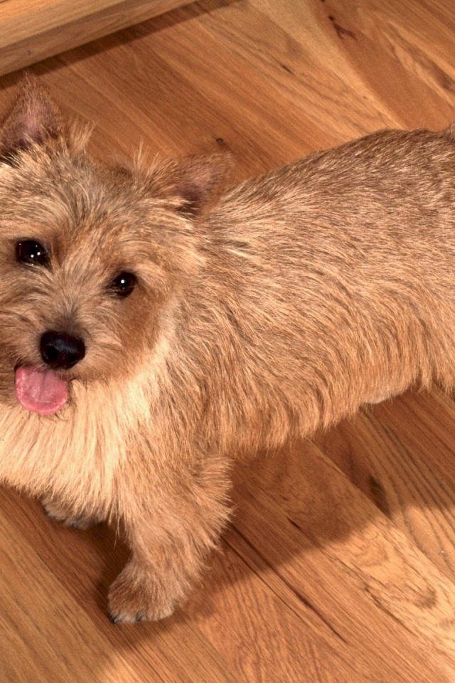 Happy To See You Norwich Terrier