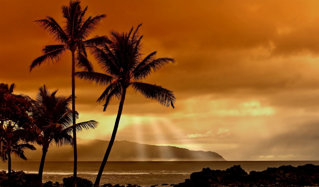 Hawaiian Sunset And Palm Trees