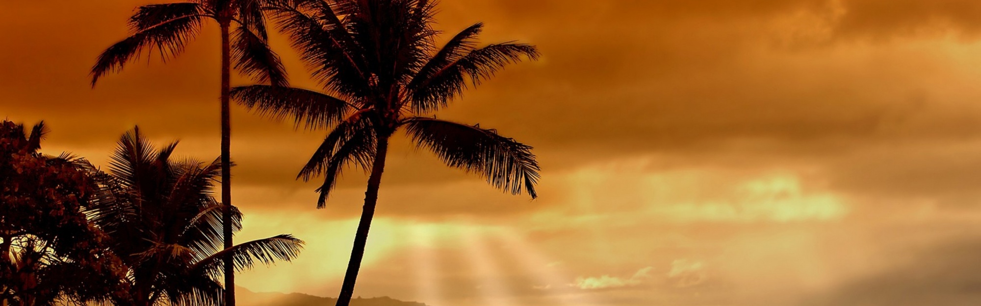 Hawaiian Sunset And Palm Trees