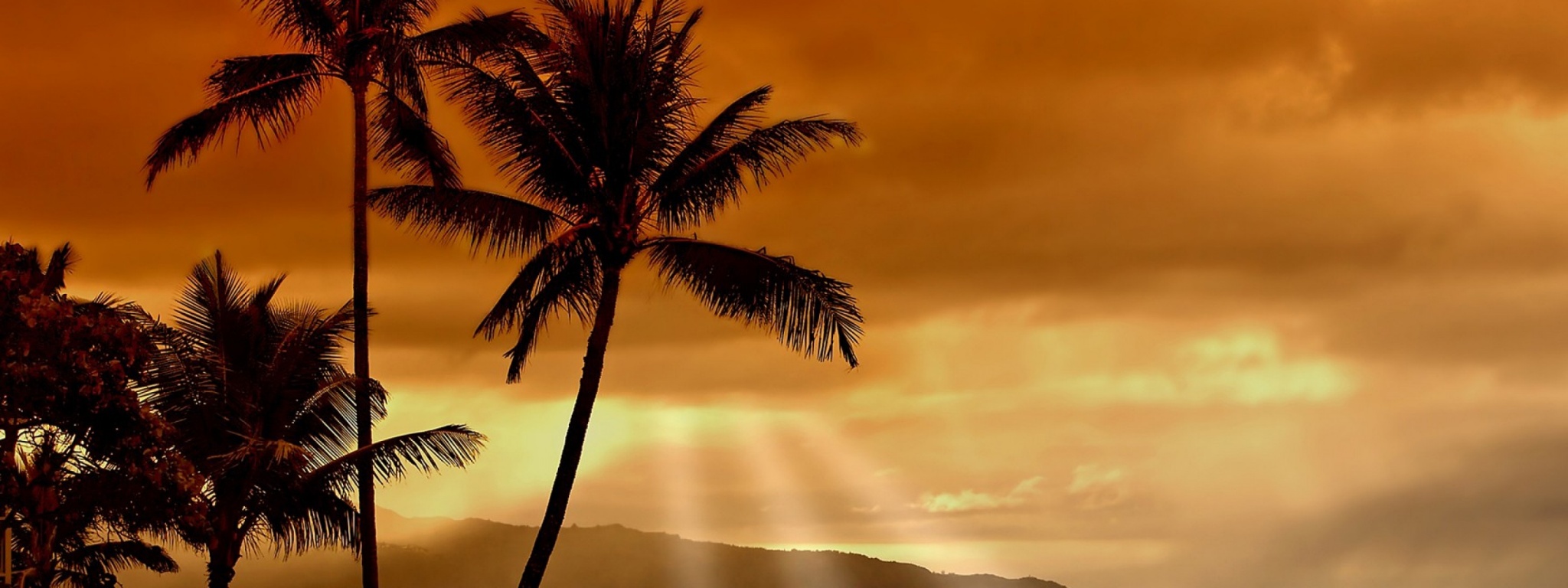 Hawaiian Sunset And Palm Trees