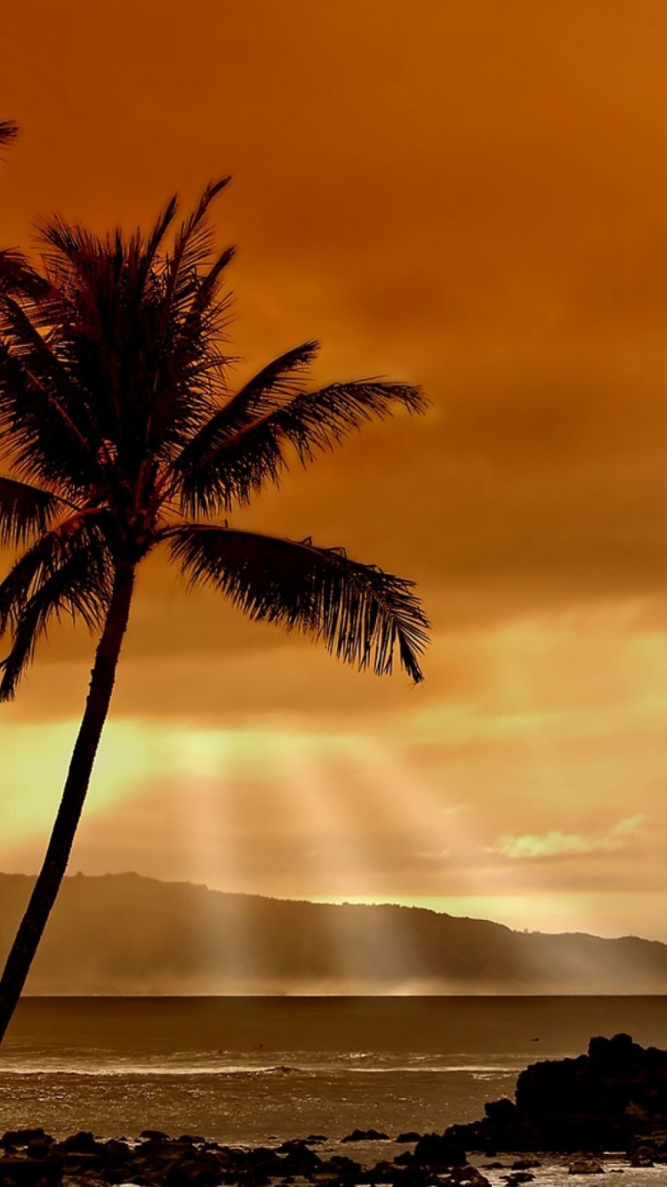 Hawaiian Sunset And Palm Trees