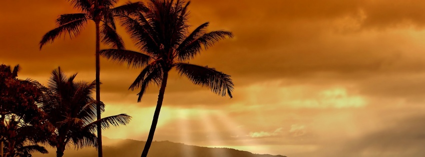 Hawaiian Sunset And Palm Trees