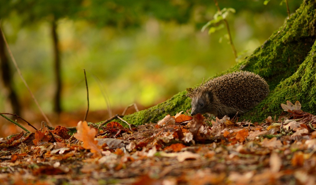 Hedgehog And Autumn