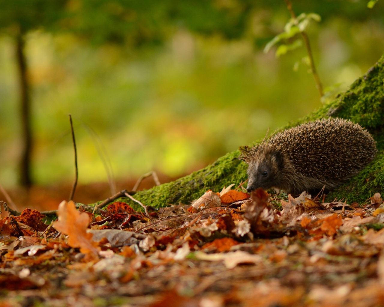 Hedgehog And Autumn