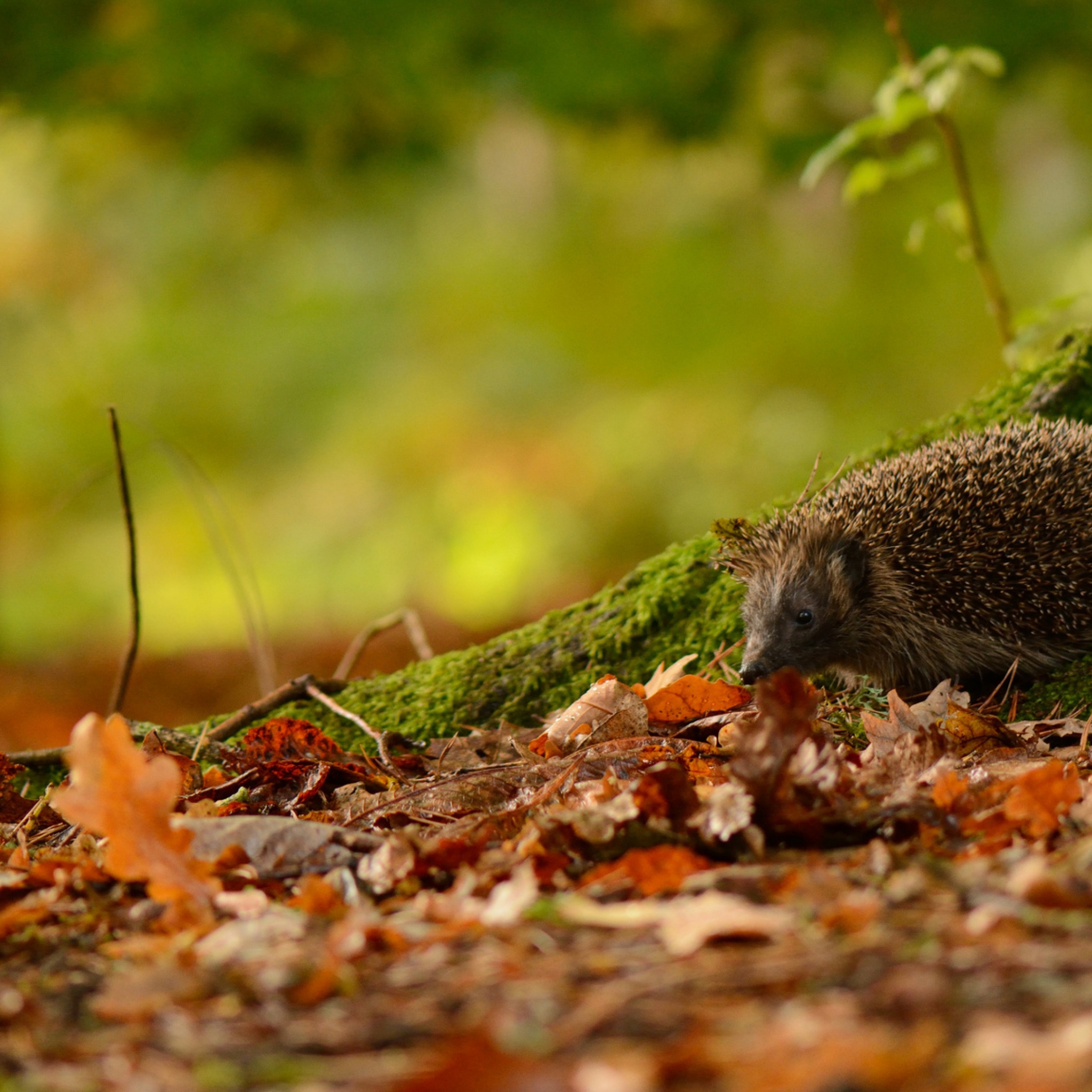 Hedgehog And Autumn