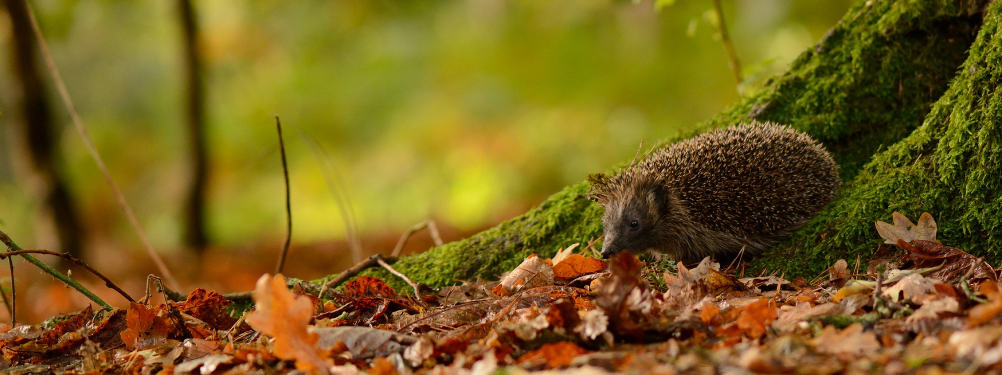 Hedgehog And Autumn