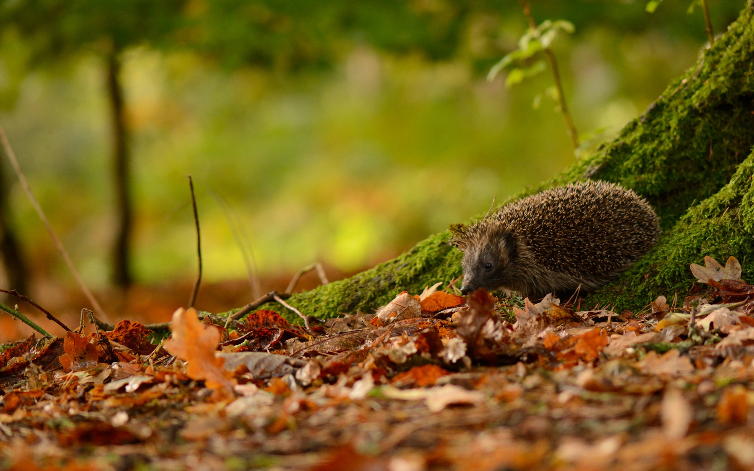 Hedgehog And Autumn