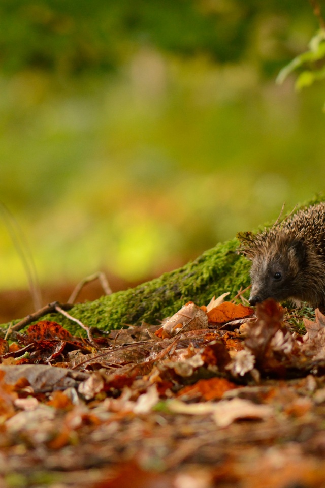 Hedgehog And Autumn