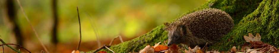 Hedgehog And Autumn