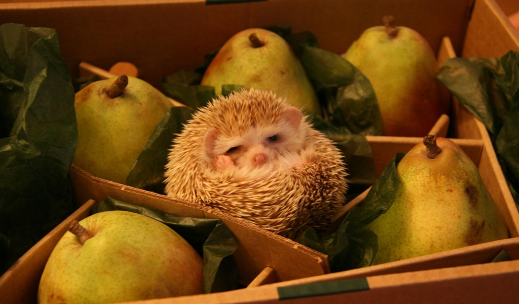 Hedgehog And Pears