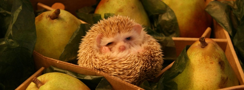 Hedgehog And Pears