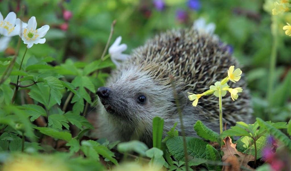 Hedgehog Spring Animal