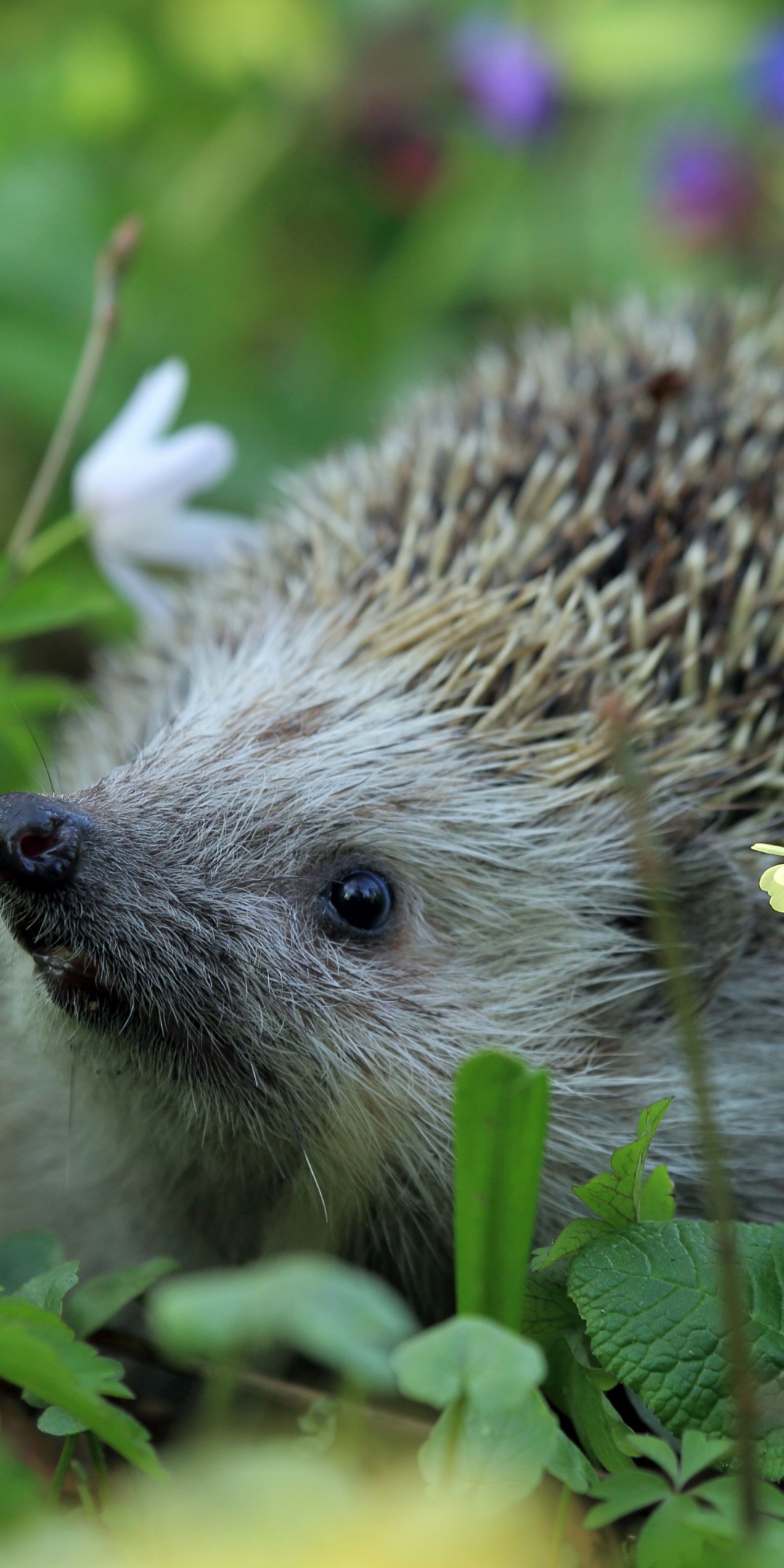 Hedgehog Spring Animal