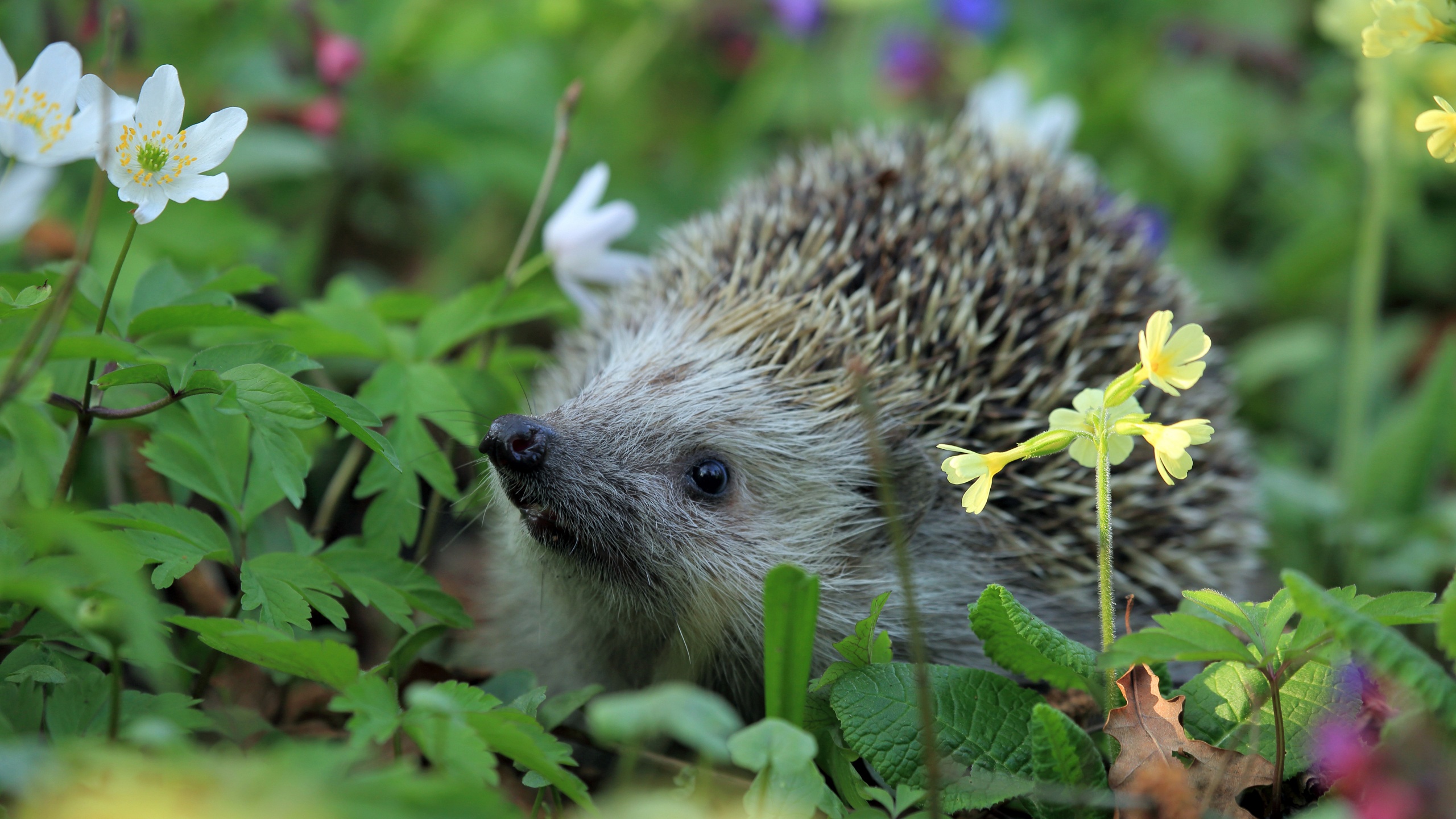 Hedgehog Spring Animal