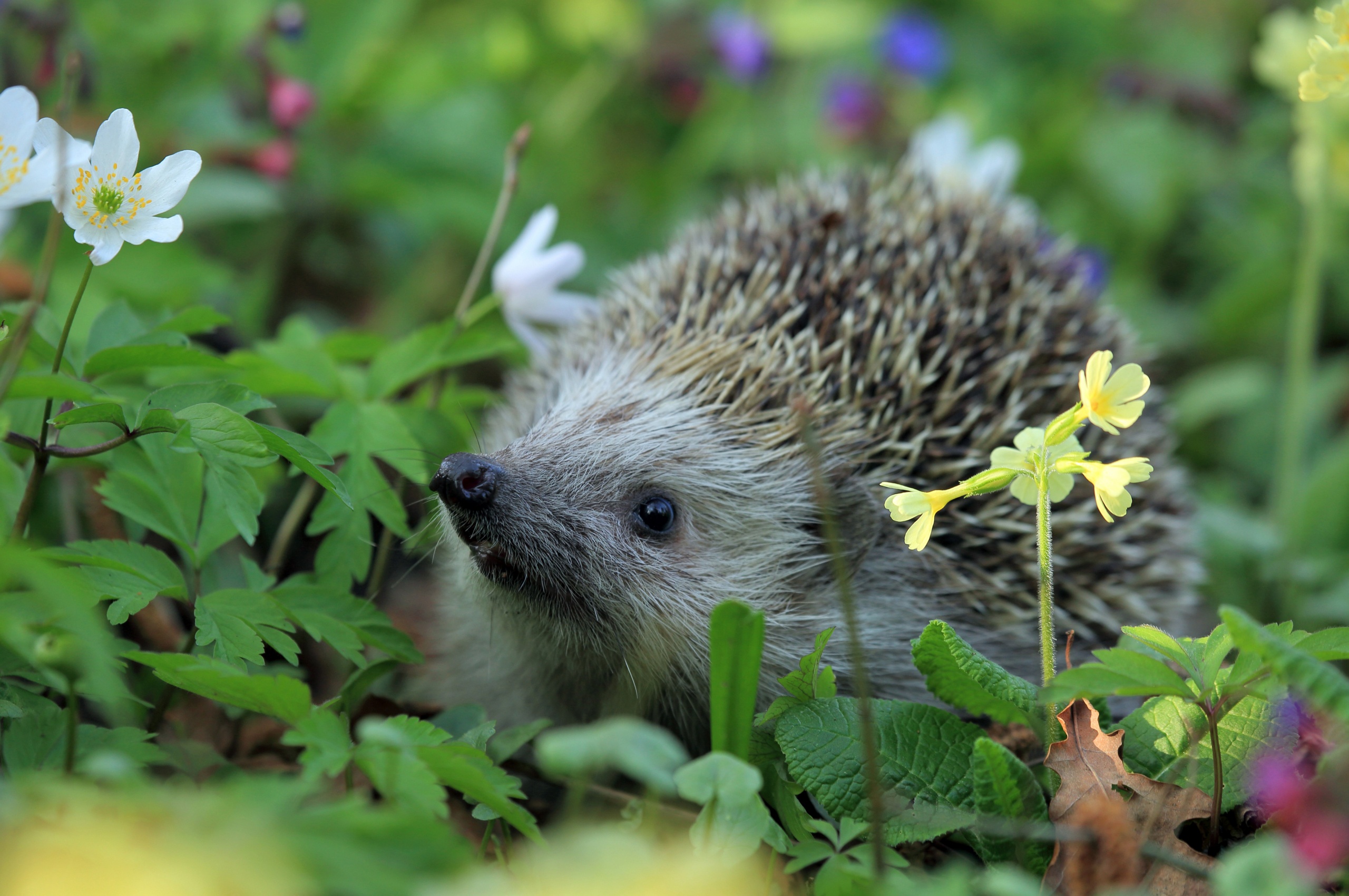 Hedgehog Spring Animal