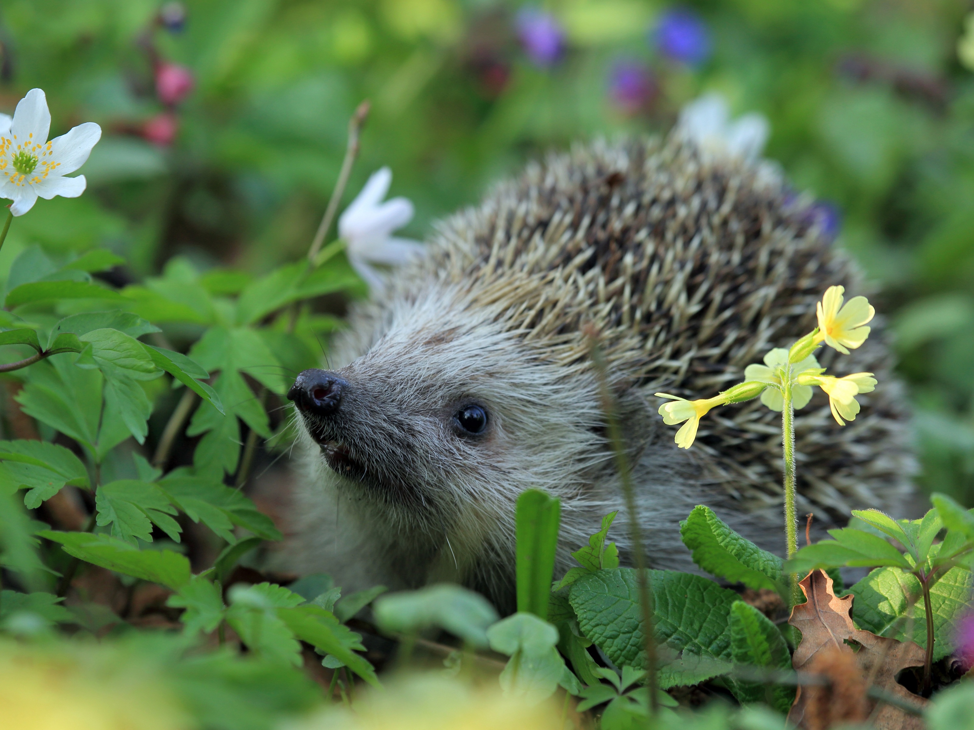 Hedgehog Spring Animal