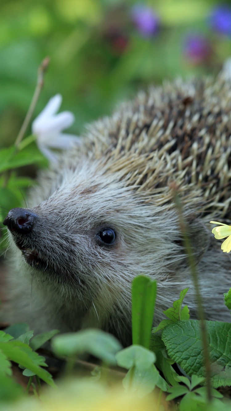 Hedgehog Spring Animal