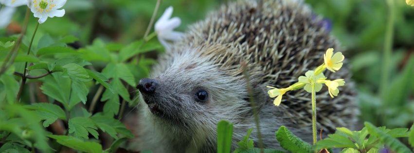 Hedgehog Spring Animal