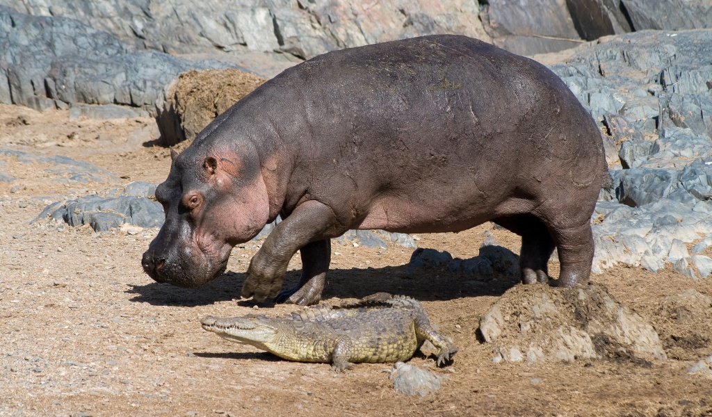 Hippo And Crocodile