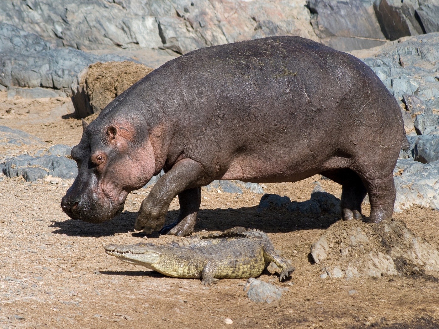 Hippo And Crocodile