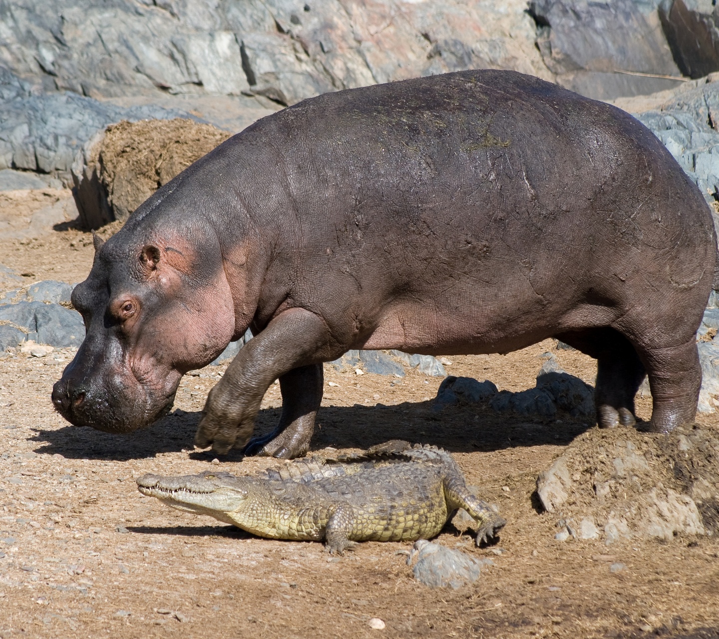 Hippo And Crocodile