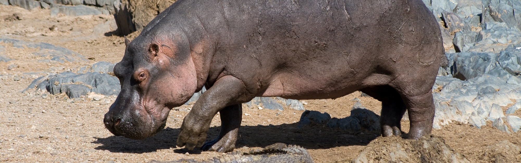 Hippo And Crocodile