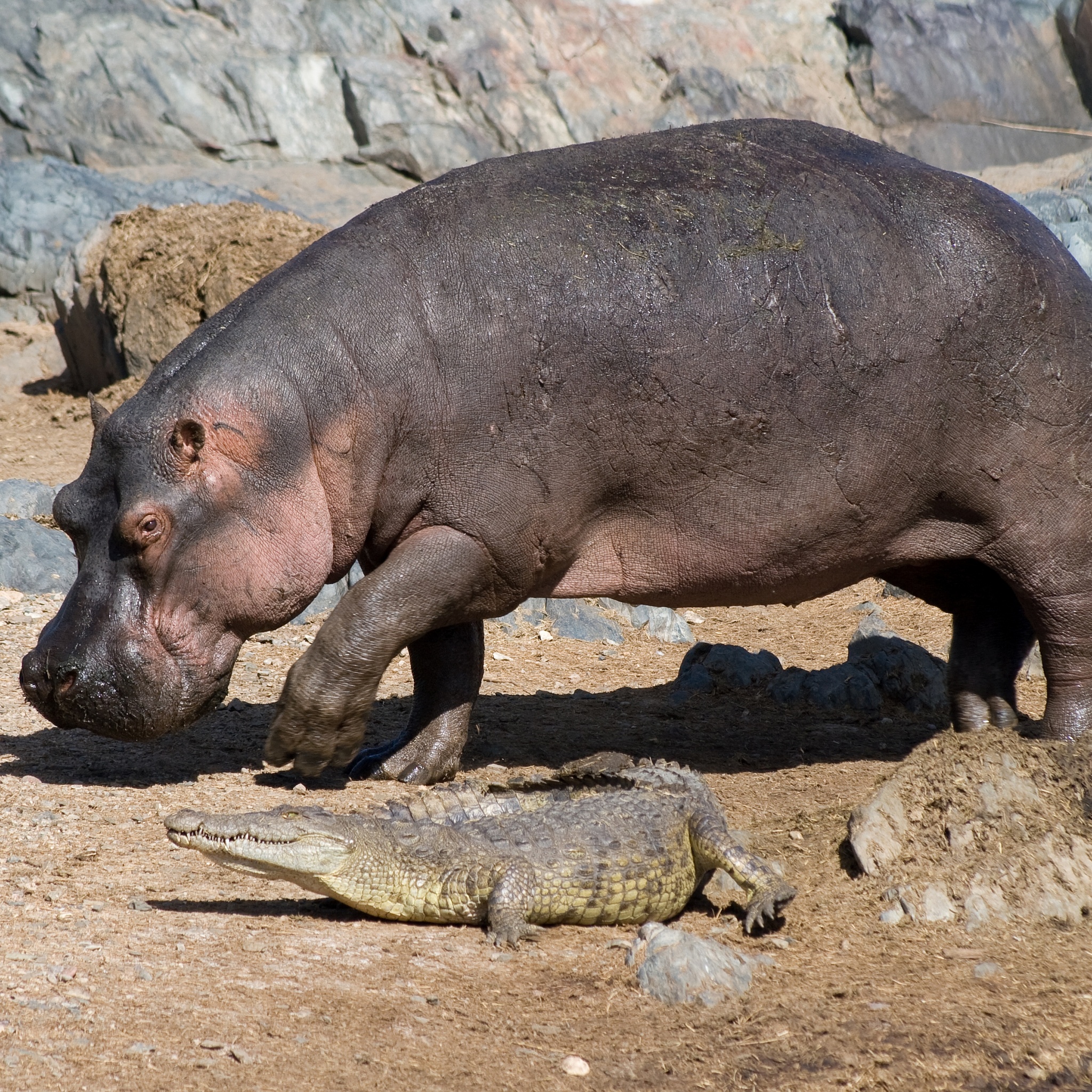 Hippo And Crocodile