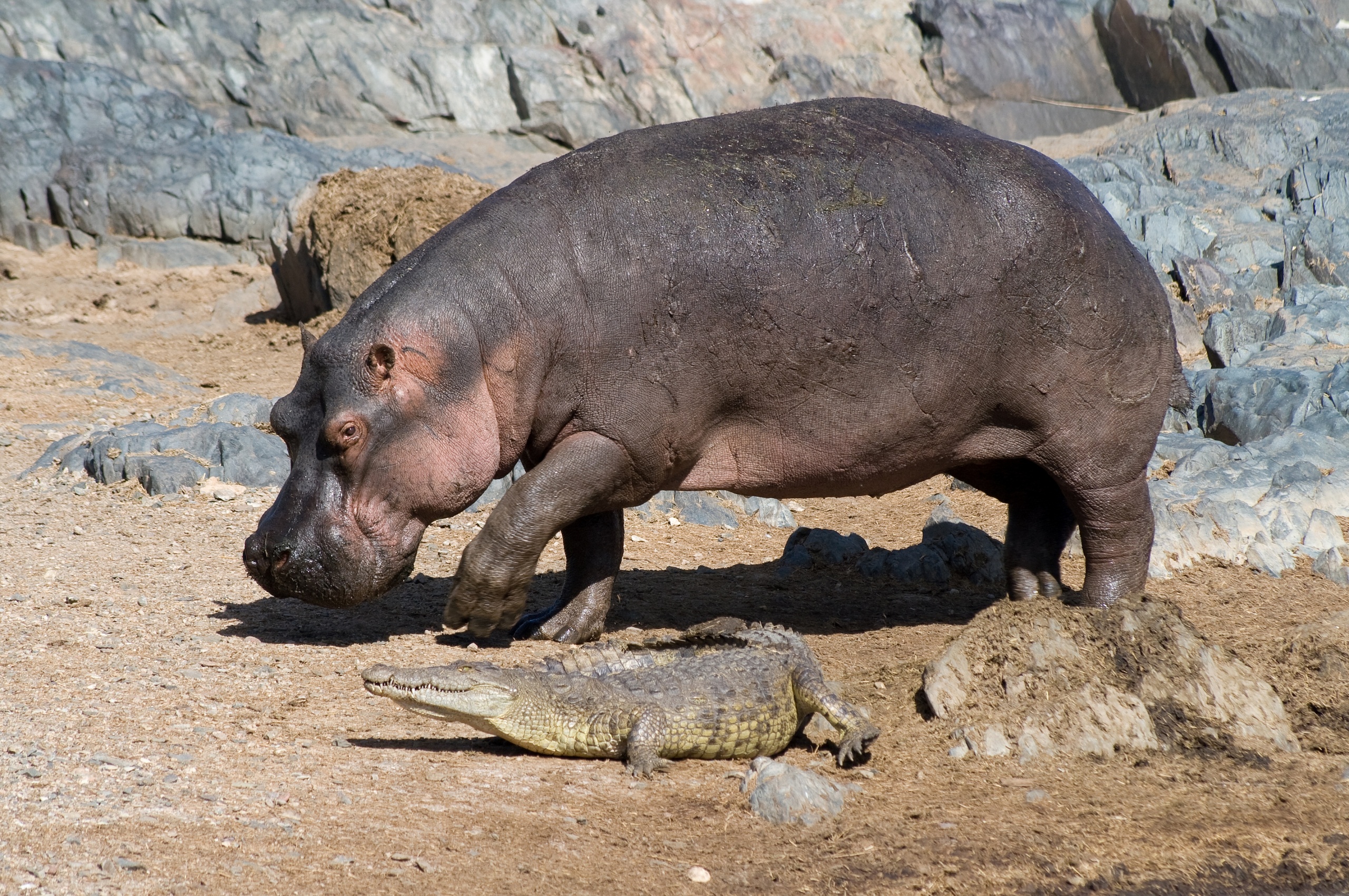 Hippo And Crocodile