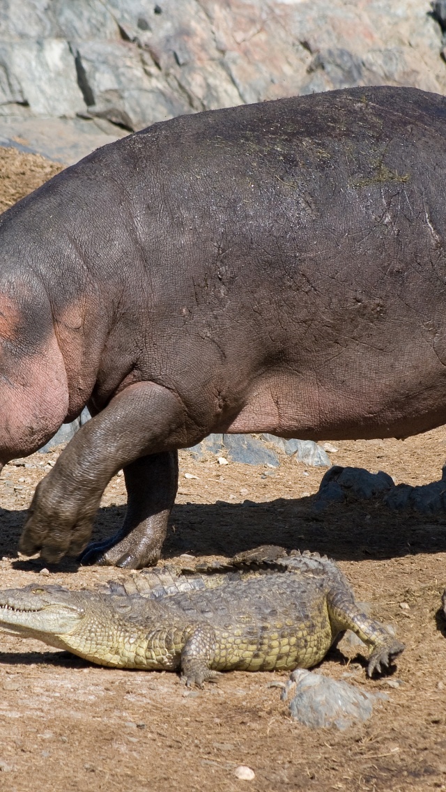 Hippo And Crocodile