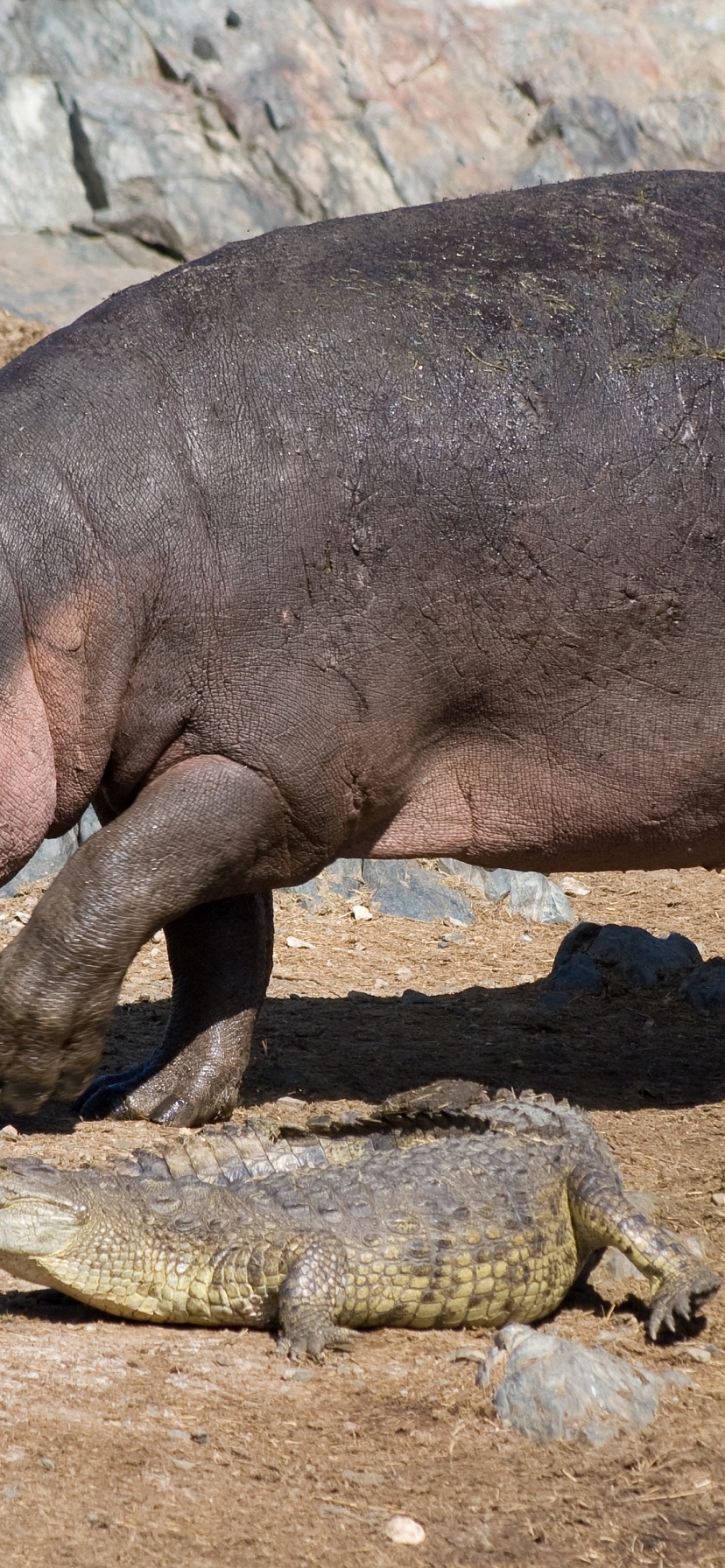 Hippo And Crocodile