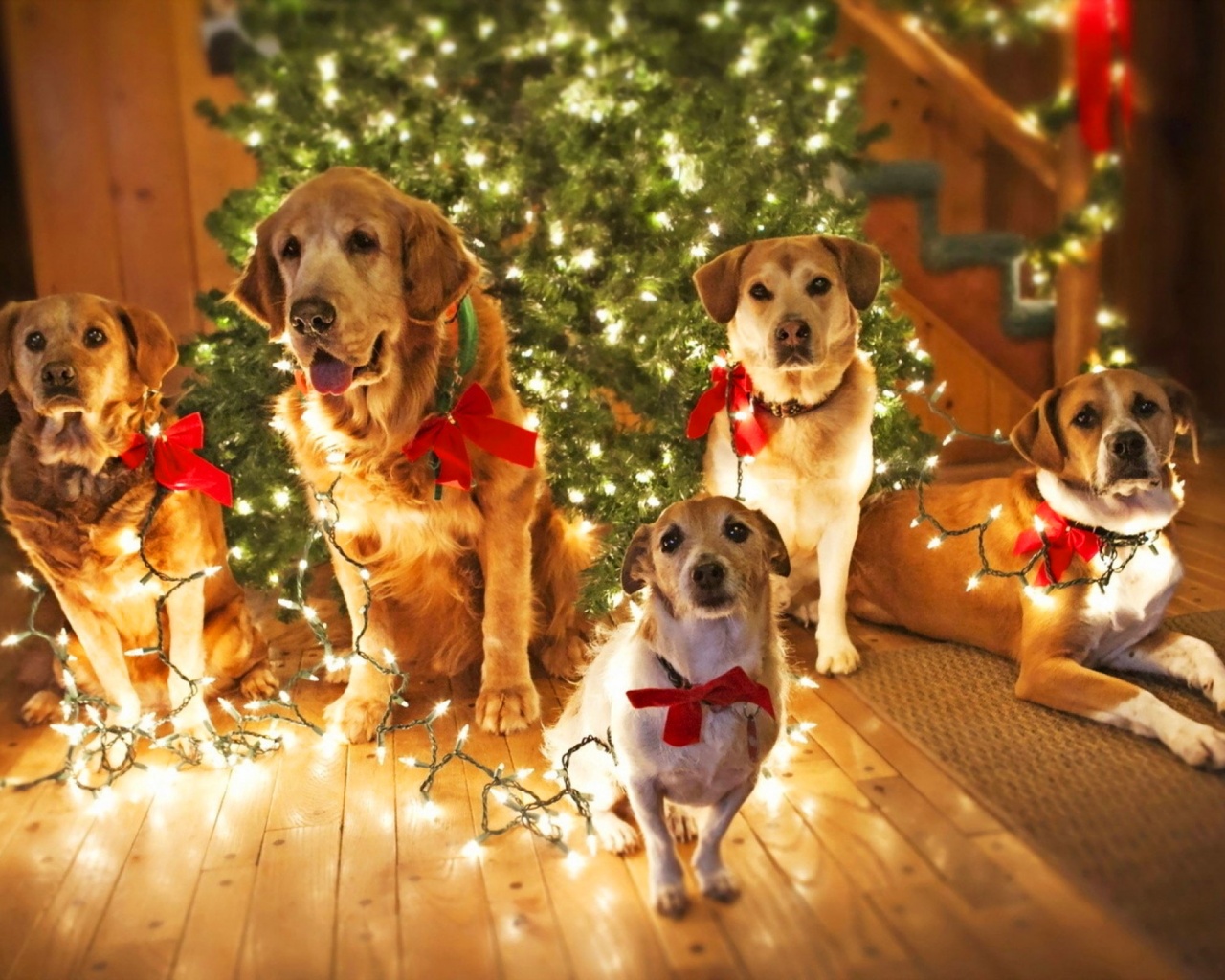 Holidays Christmas Dogs Lights