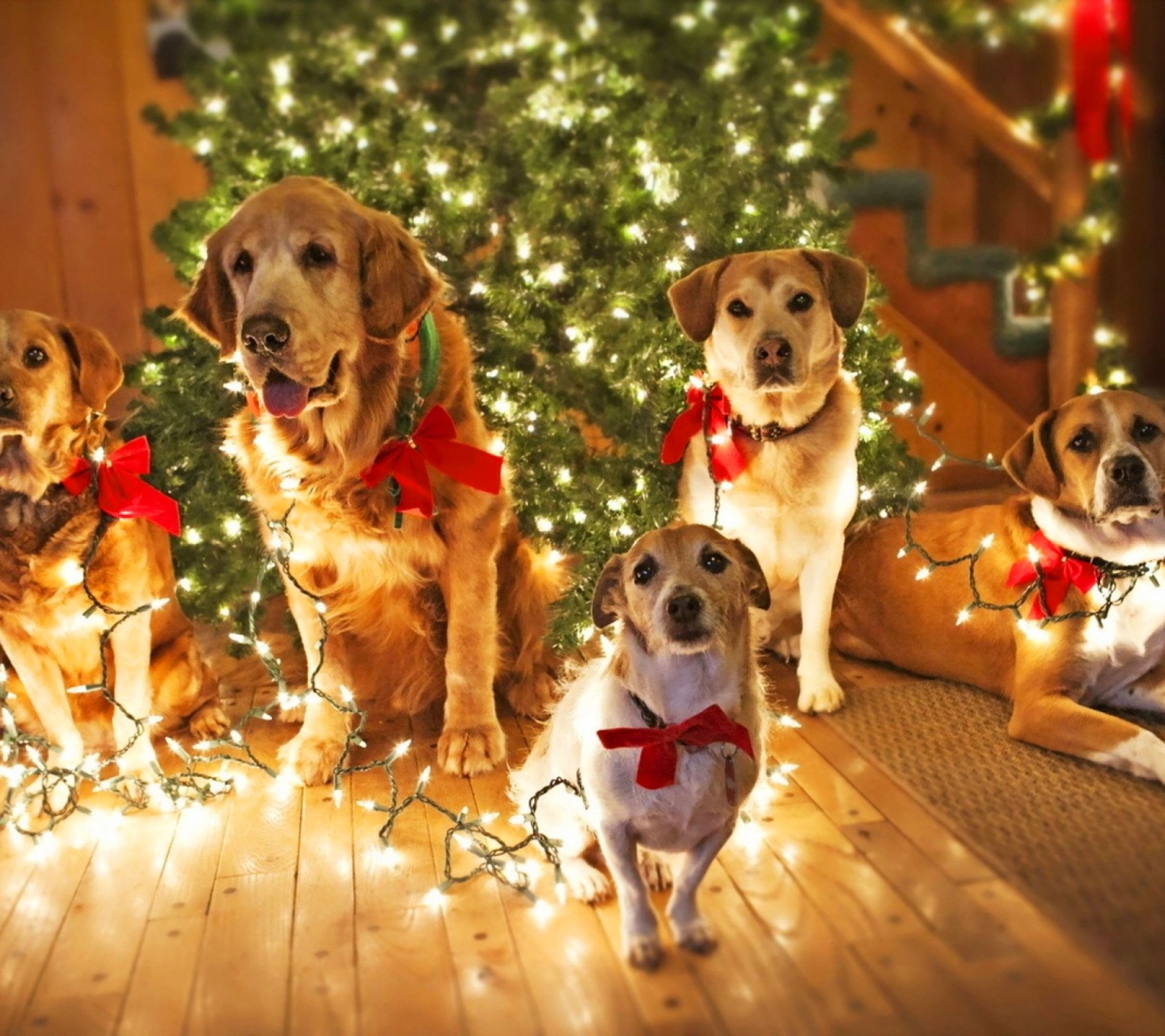 Holidays Christmas Dogs Lights