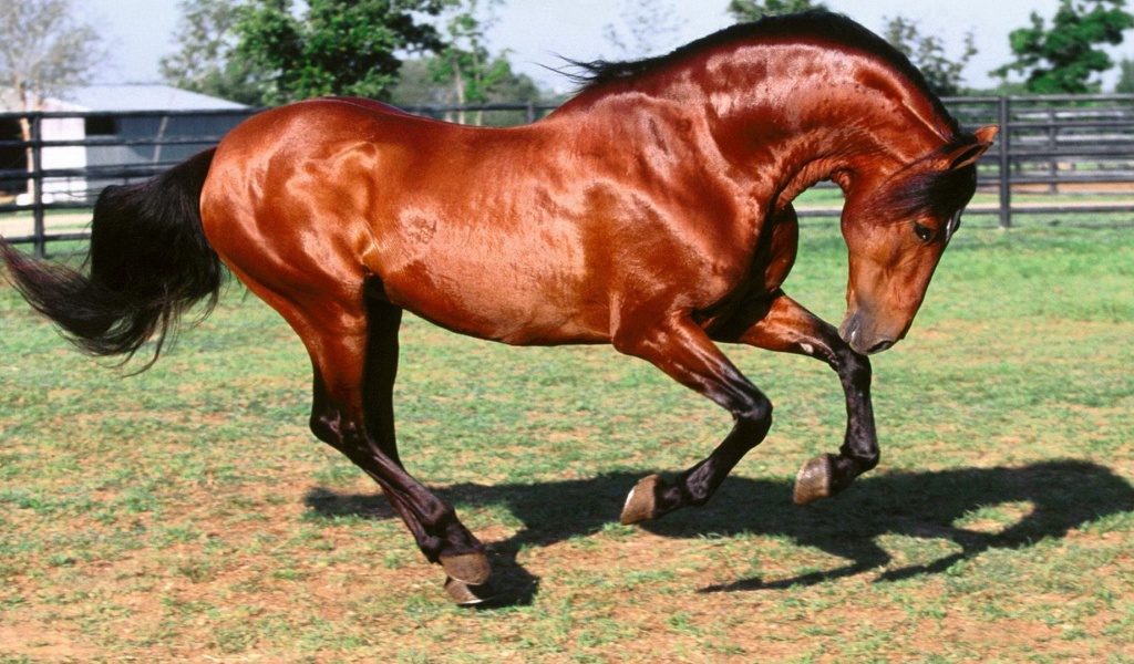 Horse Grace