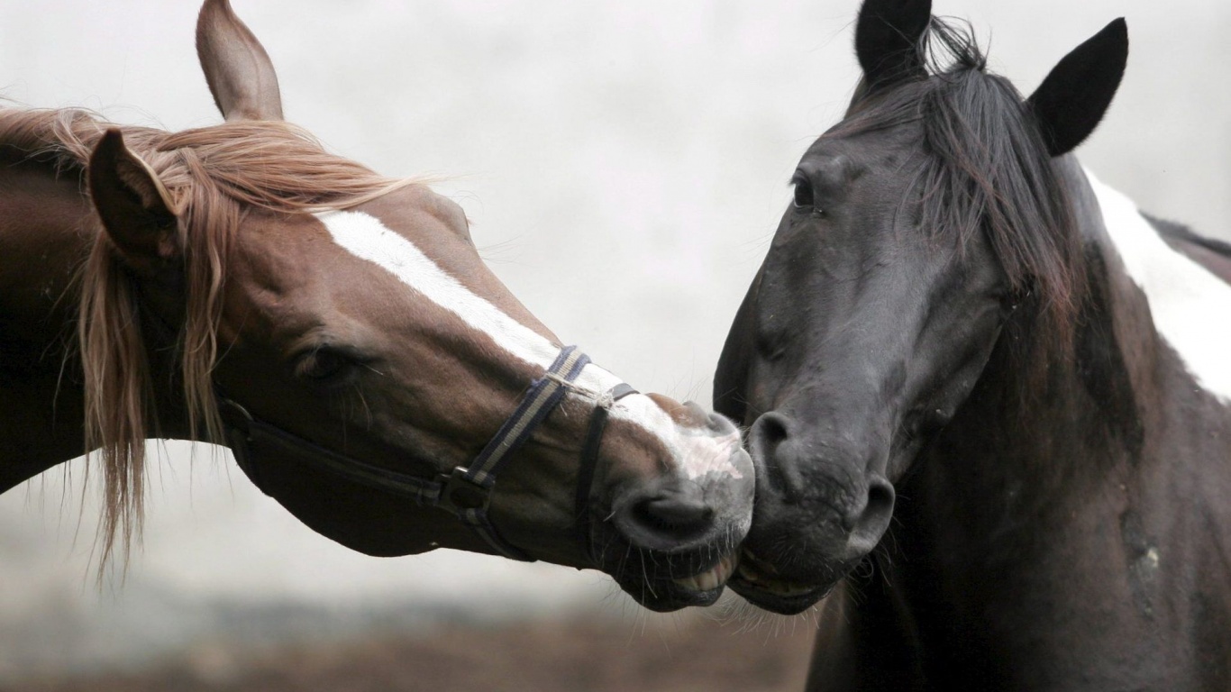 Horse Head Love