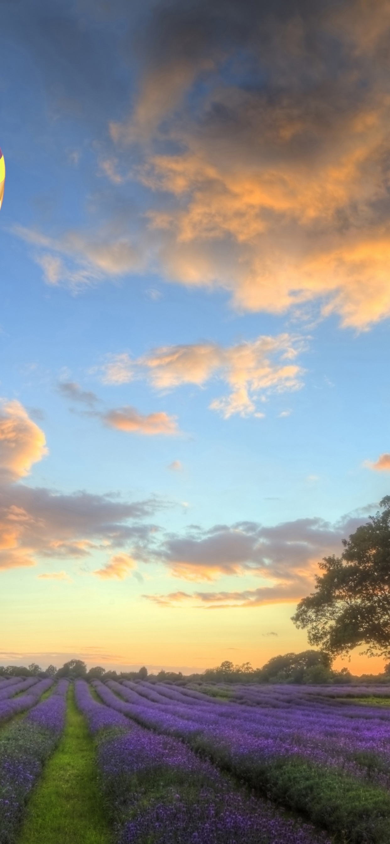 Hot Air Balloons Flying Over Land