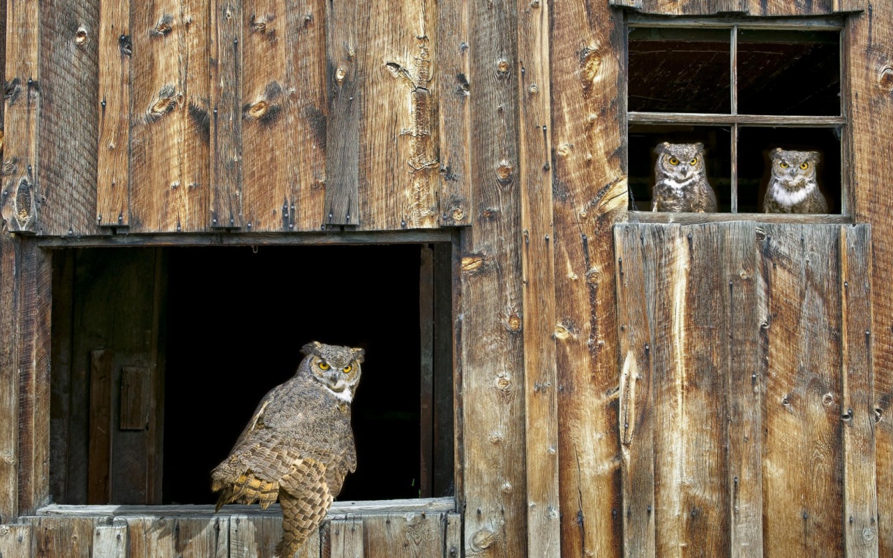 House Owl Window Barred Owl Strix Varia