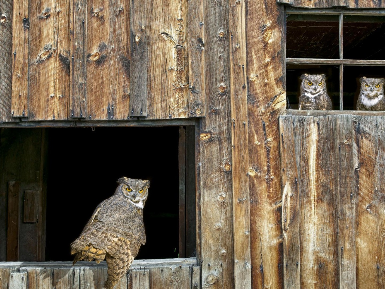 House Owl Window Barred Owl Strix Varia