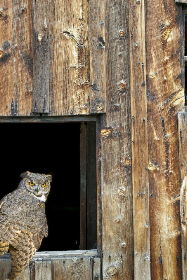 House Owl Window Barred Owl Strix Varia