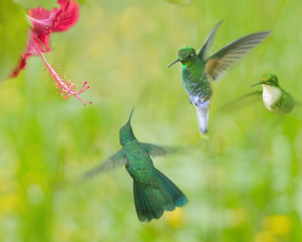 Hummingbird Flower Wings